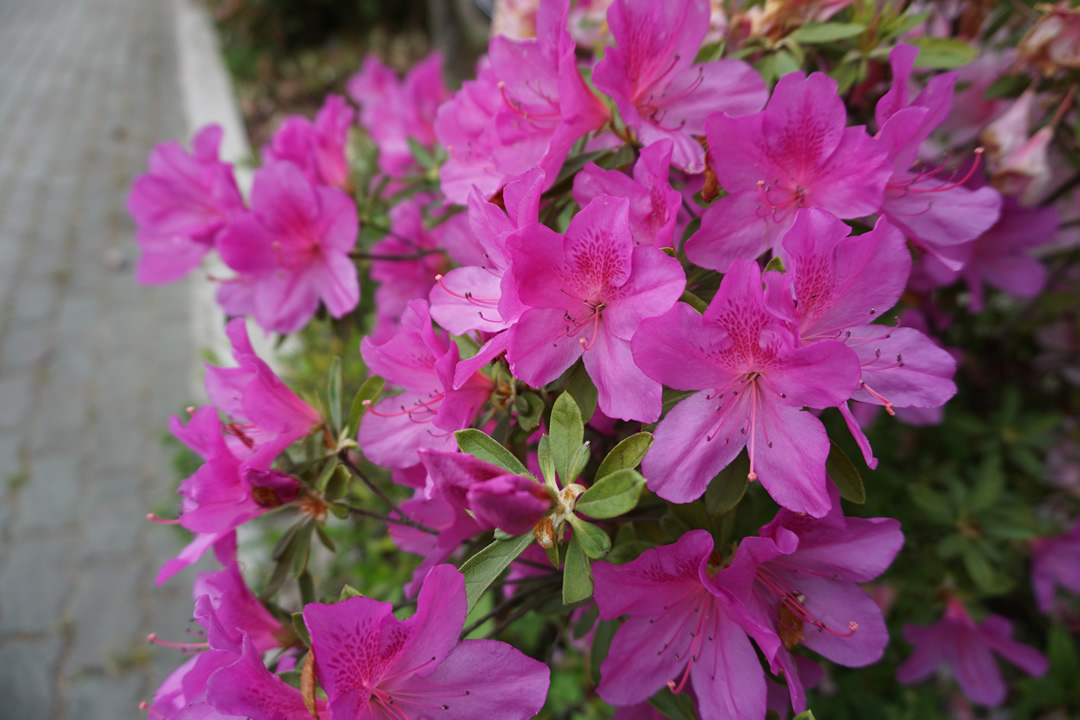 校园四月花怒放
