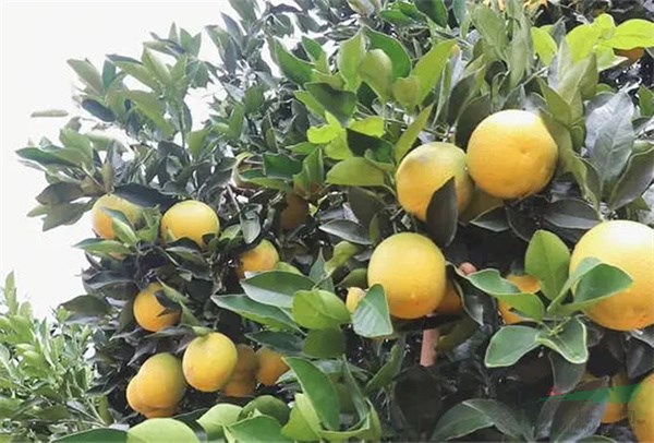 品高原甜橙 享绿色生活 ——云南省玉溪市高原甜橙有限责任公司