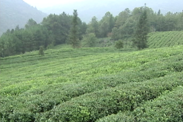 高山浓雾茶 龙鑫独一家