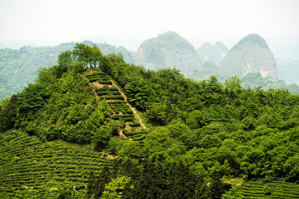 文化名茶 知青圣地——湖南沅陵五岭春茶业公司