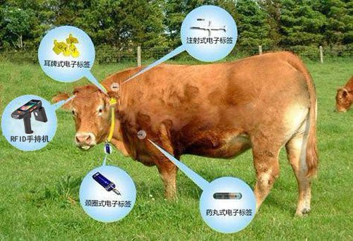 簡述超高頻rfid手持機助力畜牧企業打造智慧畜牧養殖系統