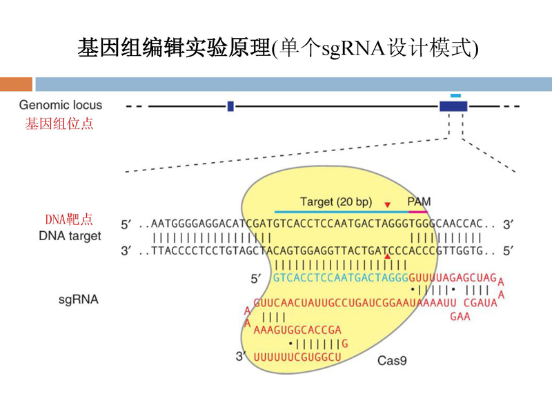 基因编辑利器--高通量CRISPR sgRNA设计