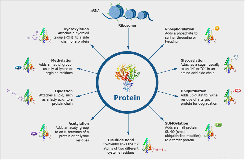 Types Of Post Transcriptional Modification