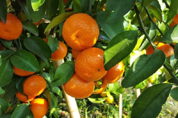 柑橘秋季修剪的基本方法 注意事项有哪些
