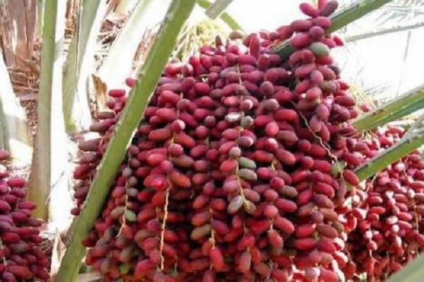 椰枣树可盆栽几年结果 挂果时间在几月份