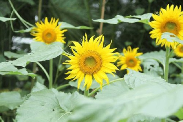 向日葵水养放多少水 花期是多久