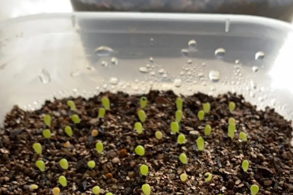 阳台种植蔬菜的时间和方法步骤，阳台如何种植蔬菜