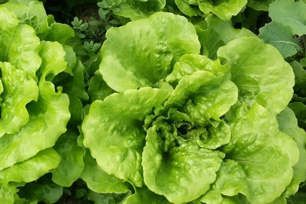 阳台种植蔬菜的时间和方法步骤，阳台如何种植蔬菜