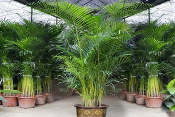 适合室内养护的大型盆栽植物有哪些