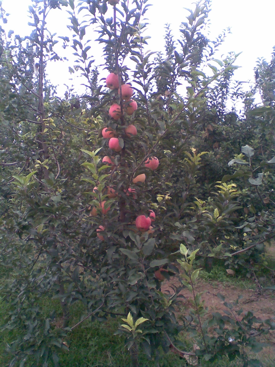 四年生的主干密植型苹果1