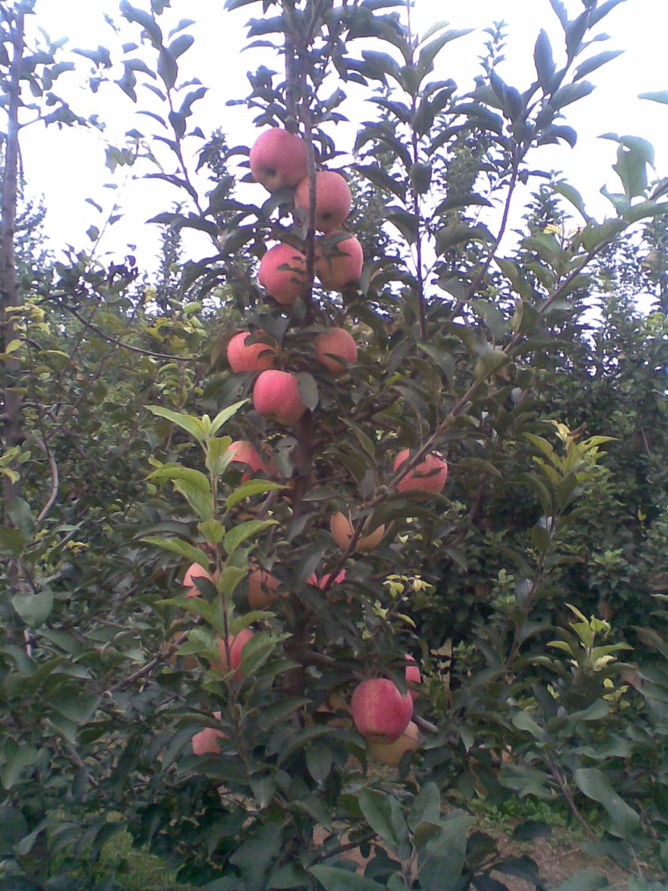 四年生的主干密植型苹果2