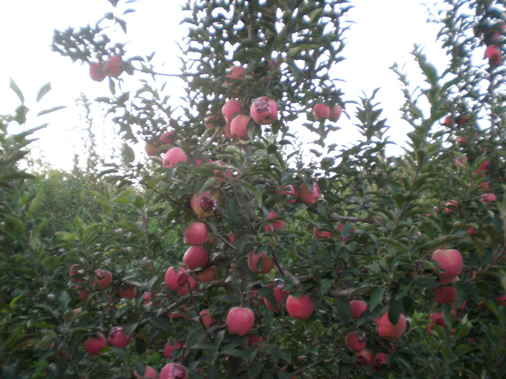五年生的主干密植型苹果3