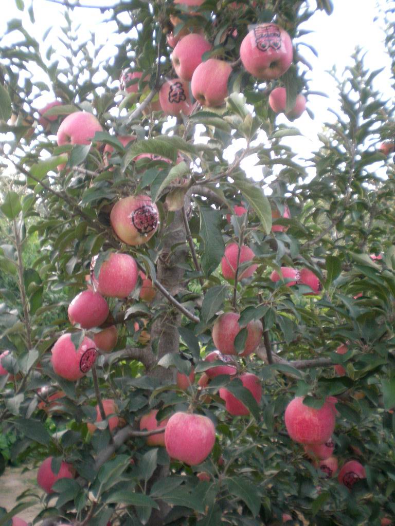 五年生的主干密植型苹果6