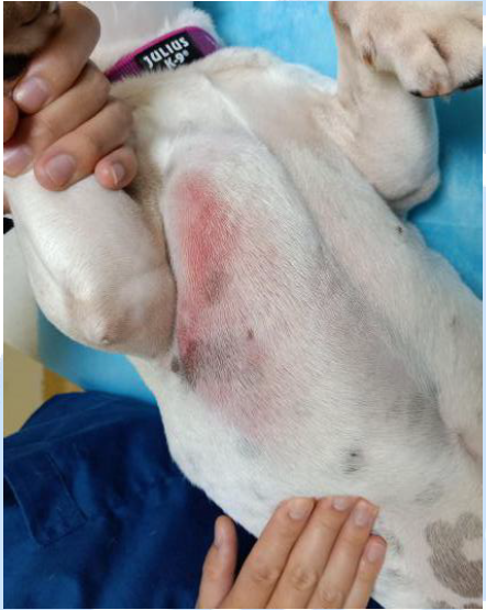 皮肤红肿不注意 也会形成大麻烦 芭比堂爱心动物医院 24小时宠物医院集宠物诊疗宠物洗澡宠物美容宠物用品养宠知识于一体的正规宠物医院