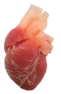 心脏瓣膜置换训练模型XZ02A001