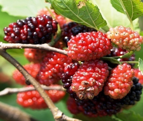 桑葚有哪些品种-桑葚品种介绍