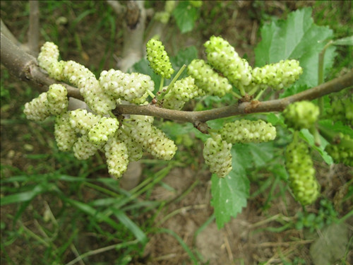 桑葚有哪些品种-桑葚品种介绍