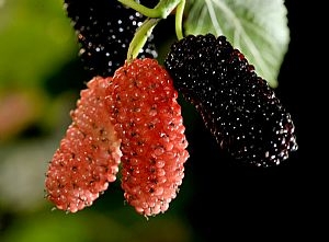 桑葚有哪些品种-桑葚品种介绍