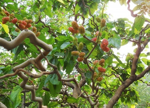 桑葚有哪些品种-桑葚品种介绍