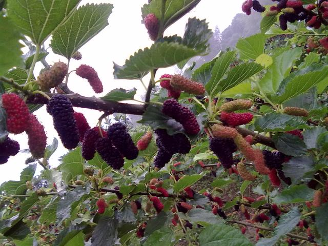 桑葚有哪些品种-桑葚品种介绍