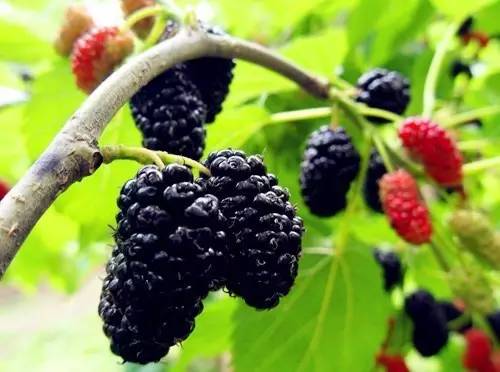 桑葚有哪些品种-桑葚品种介绍