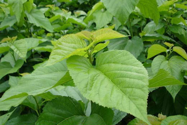 桑叶茶是怎样炼成的