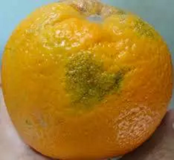 柑橘油斑病