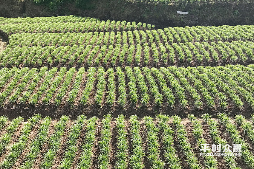 百合-湖北宜昌众赢药材种植专业合作社