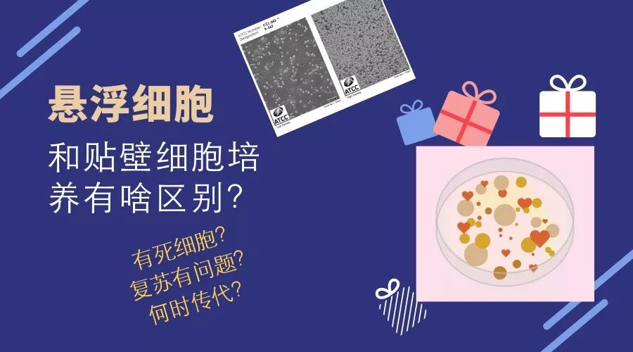 死细胞,传代,冷冻,复苏问题