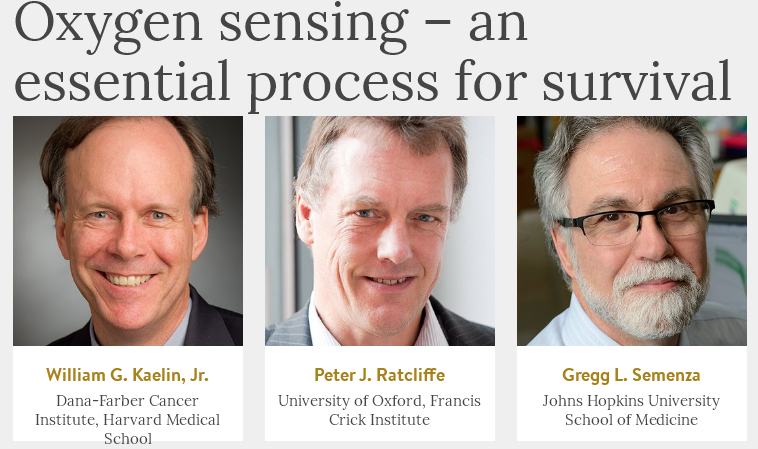 细胞缺氧研究—2019年诺贝尔生理学的关键词