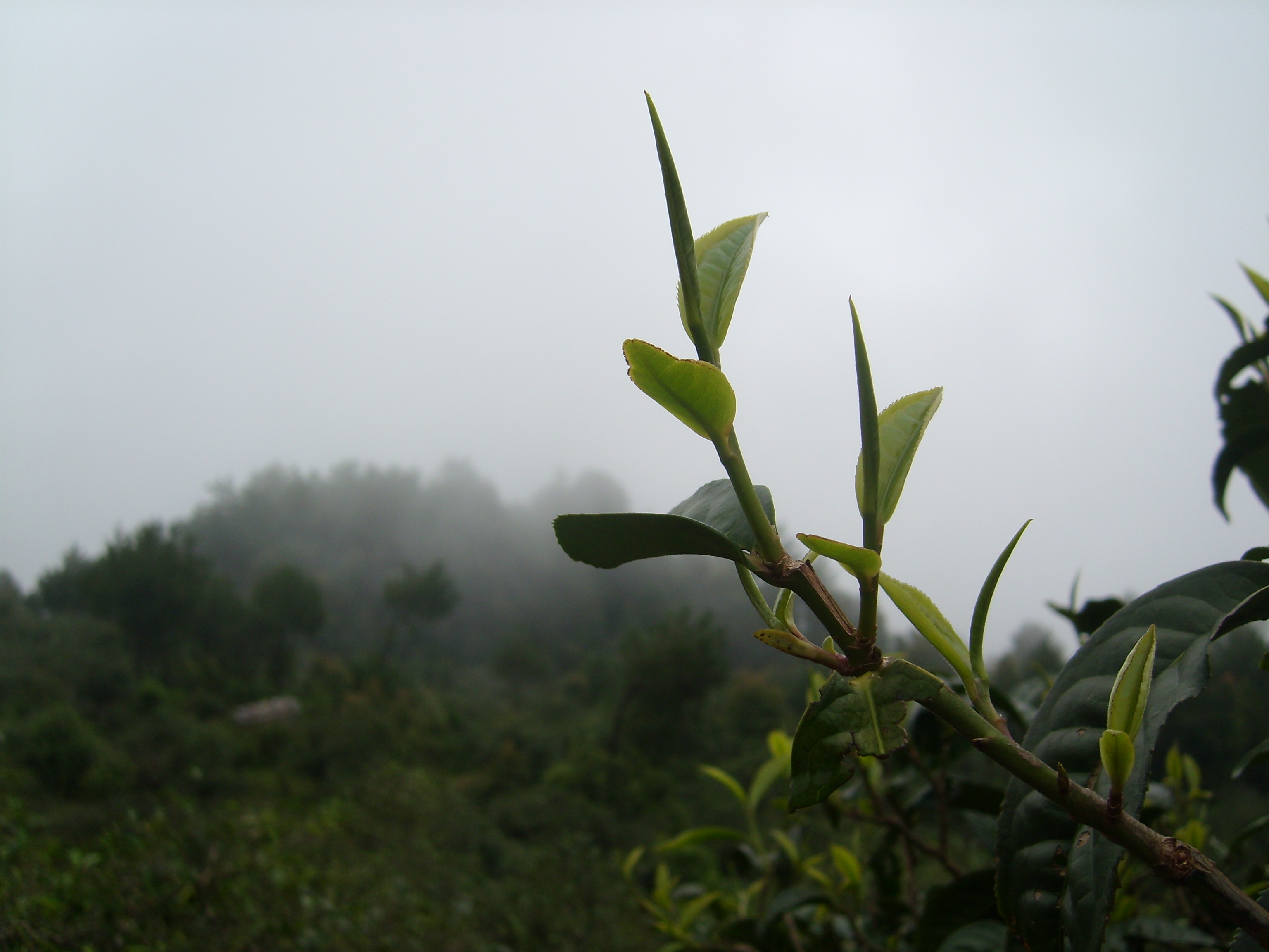 《尹玉峰与各界胜杰对话》心中的茶园种满山一一写给宇元古树茶创始人陈瑜先生