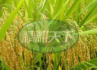 广西省种子公司大面积推广水稻应用RS生物生根剂