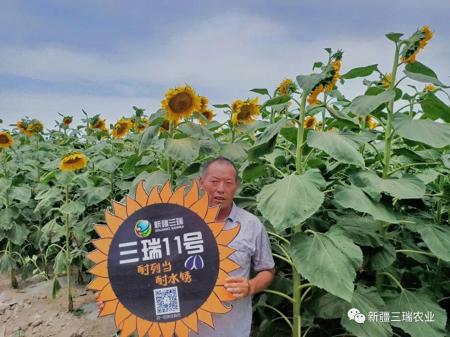 新疆奎屯地区耐列当品种三瑞11号已进入盛花期