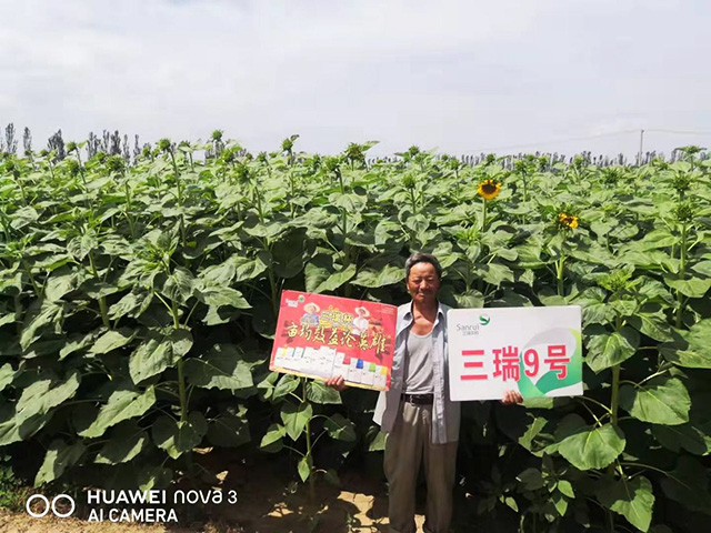 收益好不好 关键看品种(三 食葵明星新品种三瑞9号