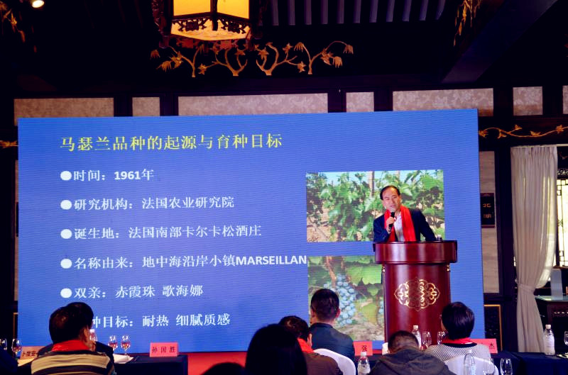 马瑟兰,让你爱上秦皇岛葡萄酒!-企业官网