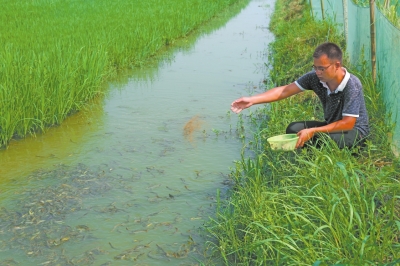 坝村田湖稻渔共养专业合作社的稻鳅共养基地里,饲养员正在为泥鳅喂食