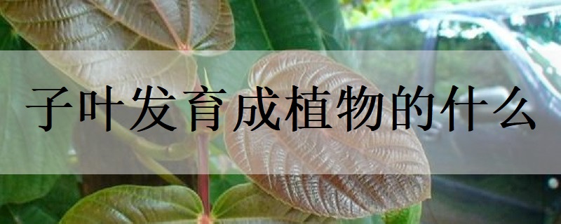 子葉發育成植物的什麼