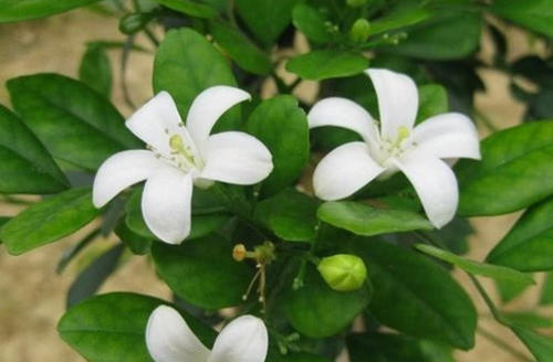 食用千里香花种植图片图片