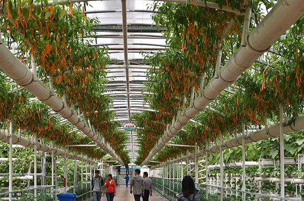 4月20日,参观者在参观利用立体无土栽培技术种植的辣椒.