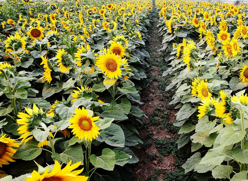 【油葵】你的新选择—郑州哈维农业