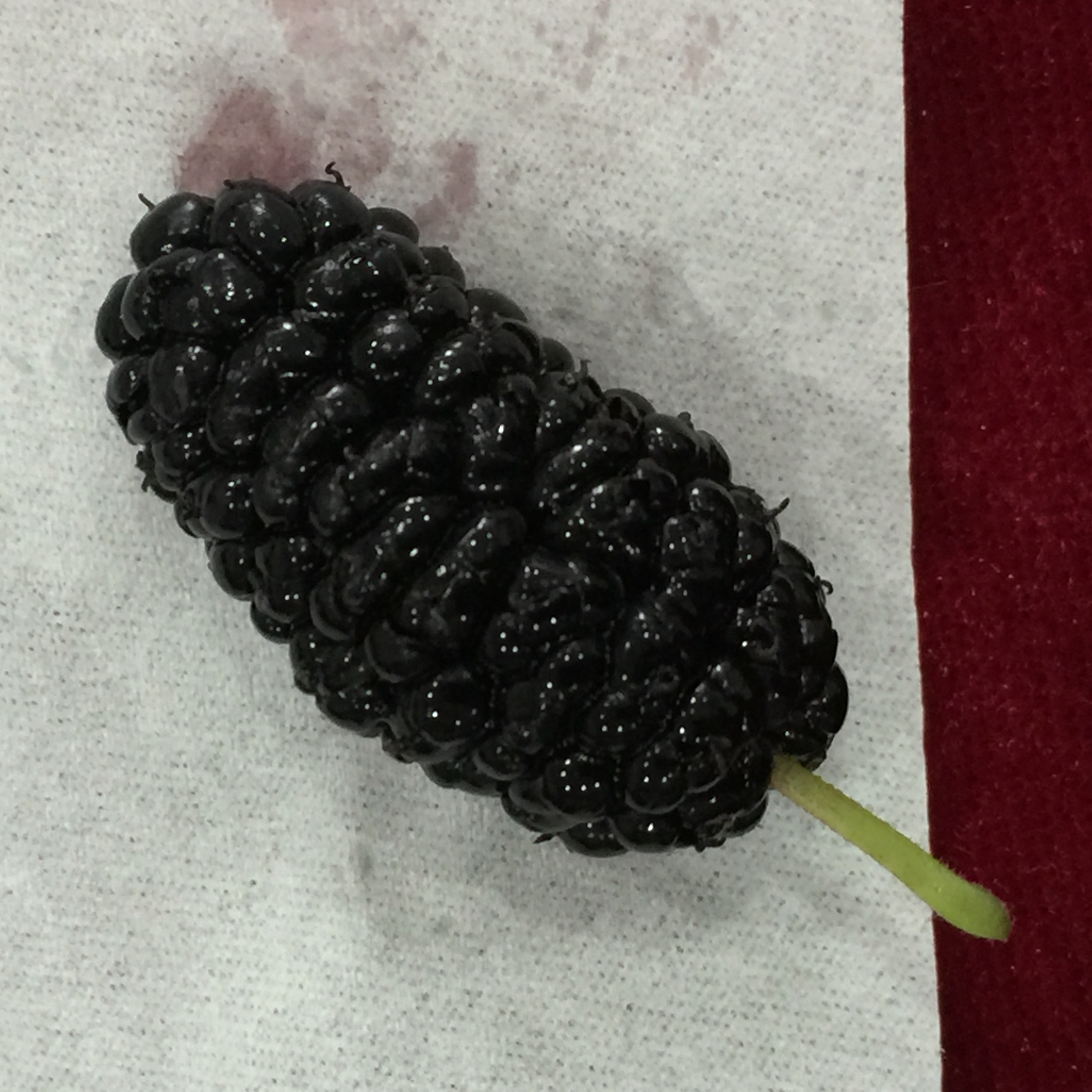 桑椹子是什么?桑椹子有哪些功效?