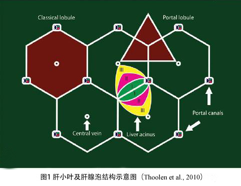 肝臟由多種類型的細胞組成,除了肝細胞,還包括膽管細胞,內皮細胞,枯否