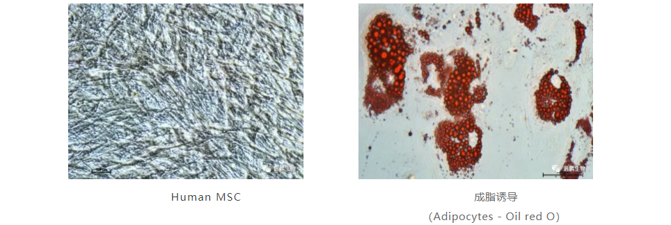 7 human msc 成脂诱导细胞