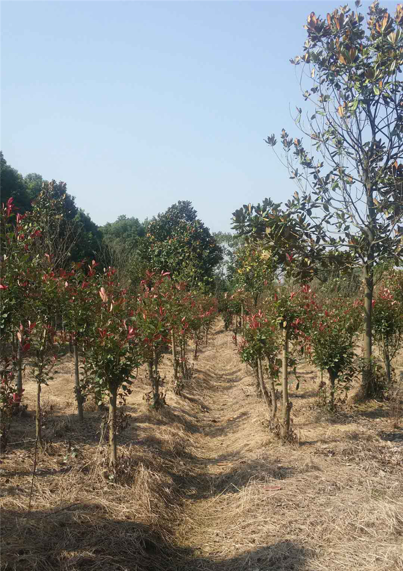 廣德縣民歡苗木銷售有限公司-廣德苗木種植基地-廣德綠化苗木