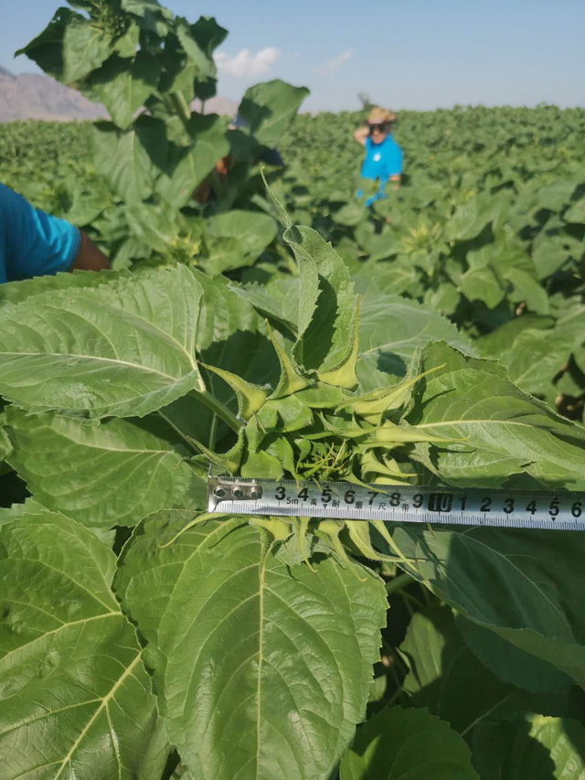 旺盛的葵花田,何文成信心满怀地说:"我已连续多年种植三瑞公司的sh361