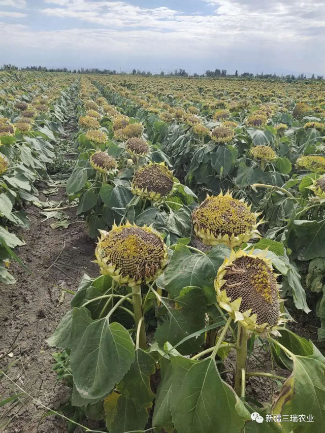 【新疆三瑞】各种植地优质食葵插盘预售,高产好品相——欢迎选购-三瑞