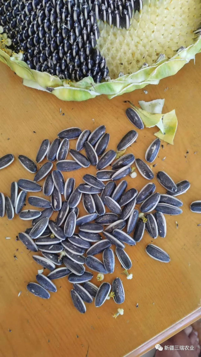 【新疆三瑞】各种植地优质食葵插盘预售,高产好品相——欢迎选购-三瑞