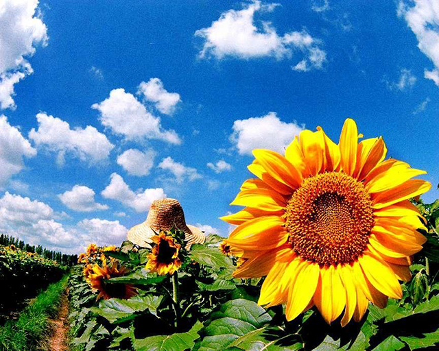 葵花赞-三瑞农科