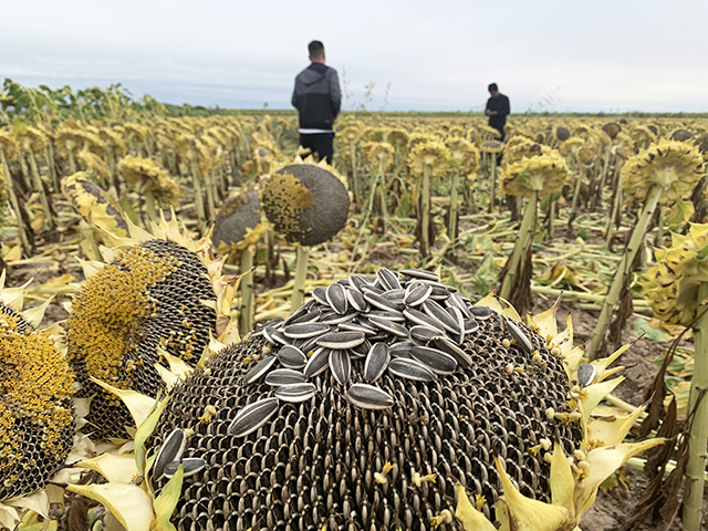 收益好不好 还得看品种(系列一) —— 三瑞向日葵新疆地区喜获丰收