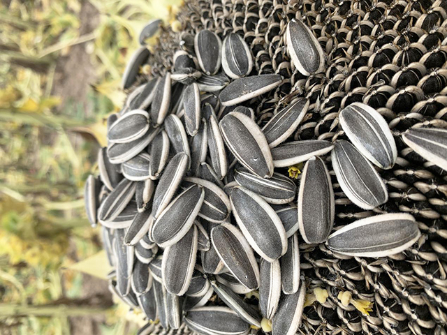 收益好不好 还得看品种(系列一) —— 三瑞向日葵新疆地区喜获丰收